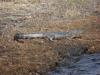 Image showing Alligator on a muddy riverbank