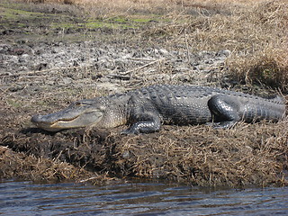 Image showing Gator by a river