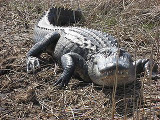 Image showing Big alligator