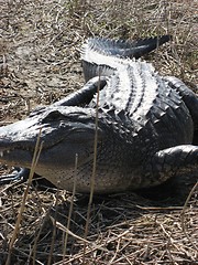 Image showing Big alligator up front