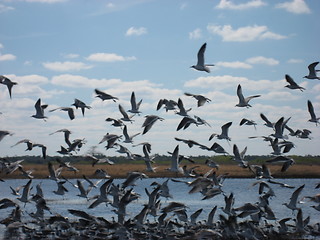 Image showing Birds flying