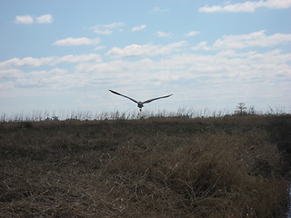 Image showing Big bird flying