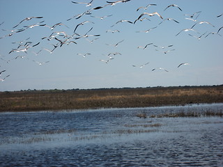 Image showing Birds over a river