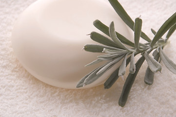 Image showing milk soap and fresh herbs