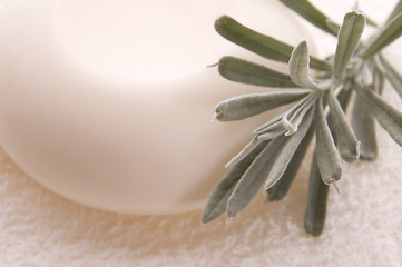 Image showing milk soap and fresh herbs