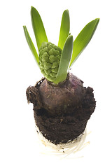 Image showing hyacinth