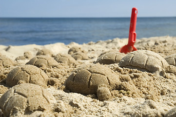 Image showing sand turtles