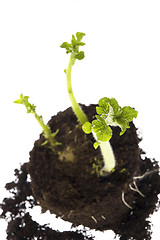Image showing growing potato