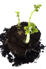 Image showing growing baby plant. potato