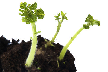 Image showing growing baby plant. potato