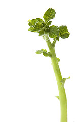 Image showing growing baby plant. potato