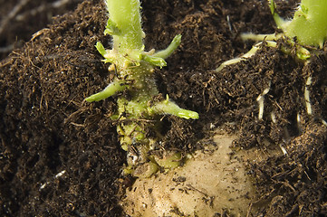 Image showing growing potato. baby plant