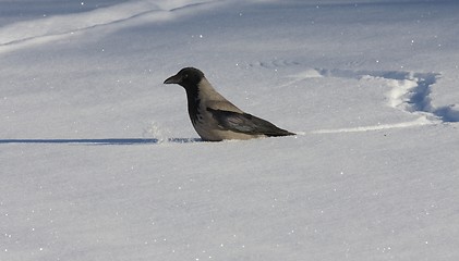 Image showing Hooded Crow in the snow