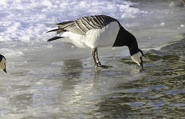 Image showing Barnacle Goose on the ice