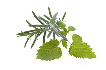 Image showing fresh herbs. rosemary and lemon balm