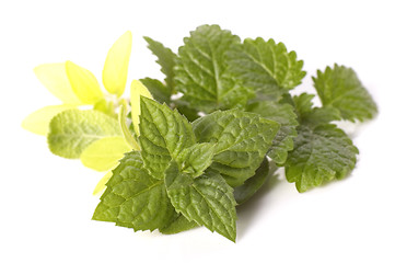 Image showing fresh herbs