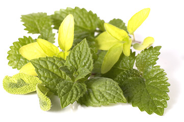 Image showing fresh herbs