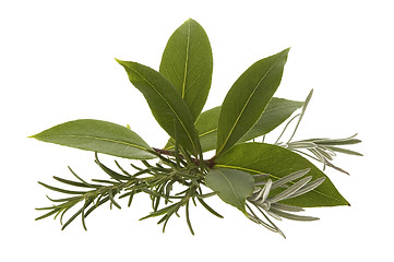 Image showing fresh herbs. rosemary, lavender and bay leaf