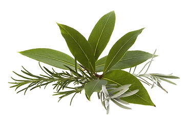 Image showing fresh herbs. rosemary, lavender and bay leaf