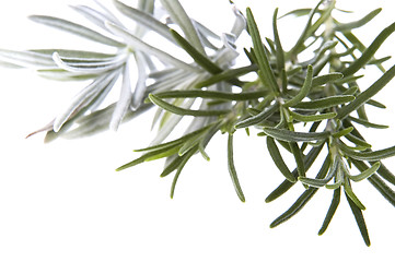 Image showing fresh herbs. rosemary and lavender