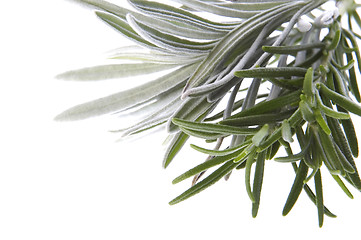 Image showing fresh herbs. rosemary and lavender
