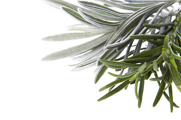 Image showing fresh herbs. rosemary and lavender