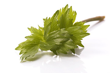 Image showing fresh herbs. lovage