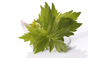 Image showing fresh herbs. lovage
