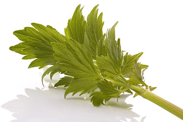 Image showing fresh herbs. lovage