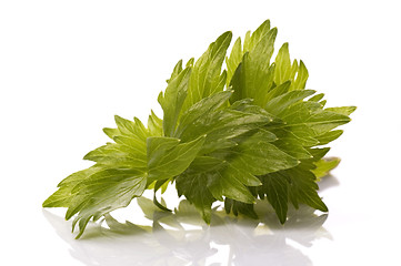 Image showing fresh herbs. lovage