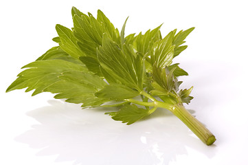 Image showing fresh herbs. lovage