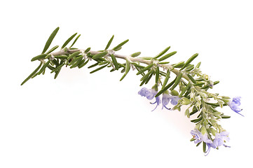 Image showing fresh rosemary with flowers