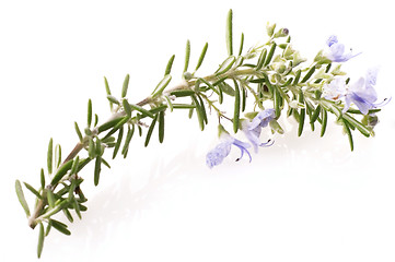 Image showing fresh rosemary with flowers