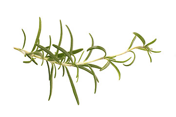 Image showing fresh rosemary