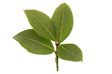 Image showing fresh bay leaf
