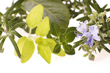 Image showing fresh herbs