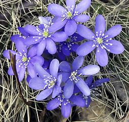 Image showing Blue anemone in springtime