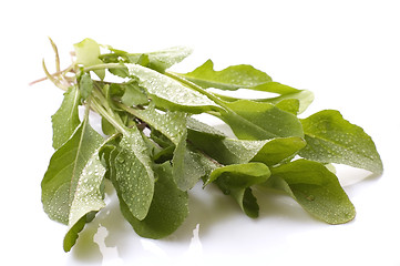 Image showing fresh rucola