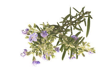 Image showing rosemary with flowers