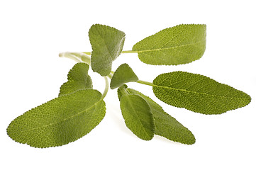 Image showing fresh sage