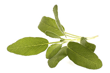 Image showing fresh sage