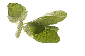 Image showing fresh sage