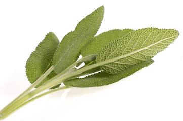 Image showing fresh sage