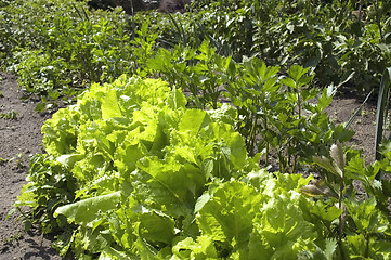 Image showing growing lettuce