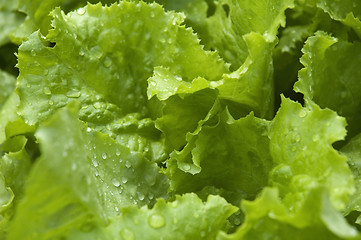 Image showing growing lettuce