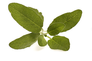 Image showing fresh sage