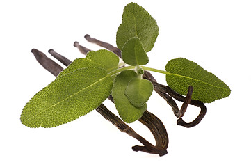 Image showing fresh sage and vanilla beans