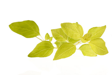 Image showing fresh oregano