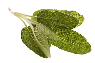 Image showing fresh sage