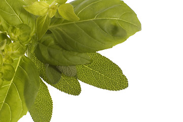 Image showing fresh herbs. basil and oregano